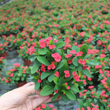 麒麟花 麒麟花品牌 图片 价格 麒麟花批发 阿里巴巴