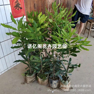�Թ�������޹��һ̖�Թ��������ļ޽ӹ����玧�~���౭ͥԺ�Nֲ