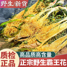 正品野生霸王花新货中药材500g正宗广东干七星剑花干昙花煲汤干货