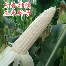 白糯玉米种子京甜糯807鲜食玉米种籽非转基因杂交甜糯玉米春季播
