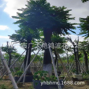 �V�|�Ռ��G������ľ��������ľ�����Ƥ�㴻��鬾G��������ľ