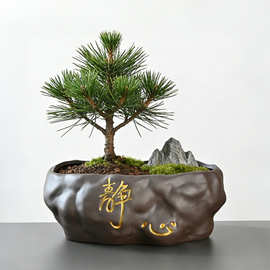 仿古禅意陶瓷花盆厂家批发 静心盆景盆 黑松罗汉松造型树专用盆