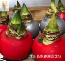��피t�tɫ���o ����ɏ �Ͼ����m �҃����� �辰����N�ӷN�����