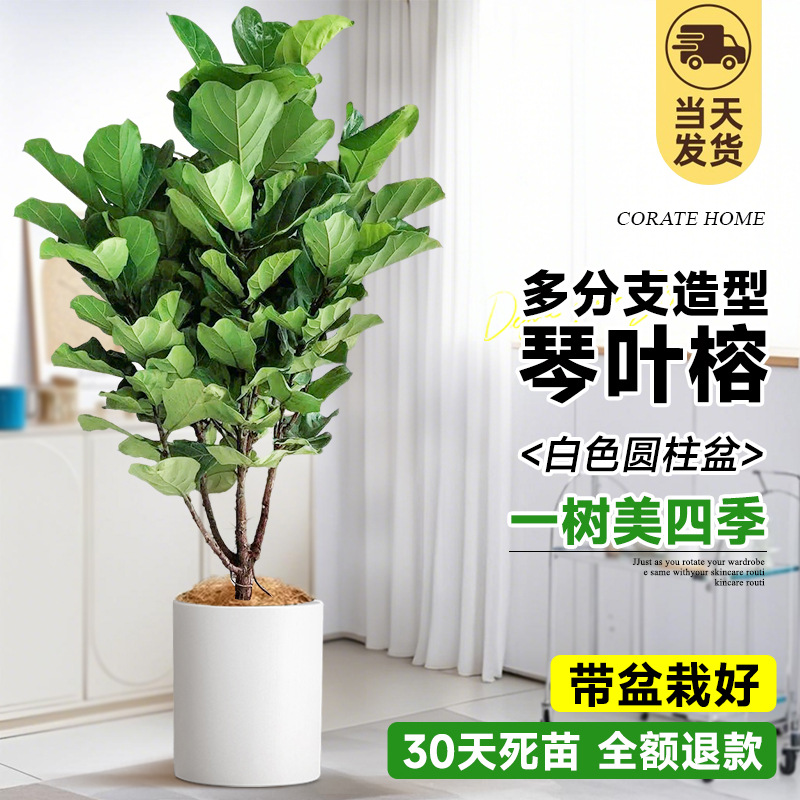 [초대형 및 다중 가지] 무료 갈색 실크! 스타일링 진예롱 1.5- 2m (흰색 원형