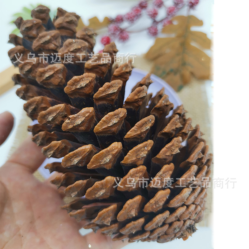 15-18cm American pine