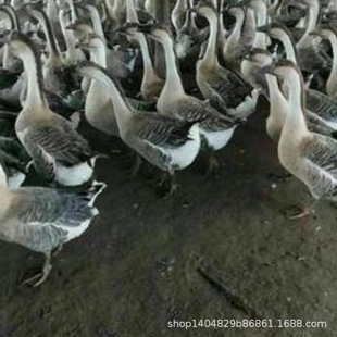 10ֻ�b��N���Z���缃�N���Z�R���Z�V�|�ʵ��Z���翴�ҵ��Z �Y��