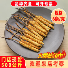 藏姑娘虫草干货冬虫夏草一级草批发正品冻干6条1克西藏那曲2025