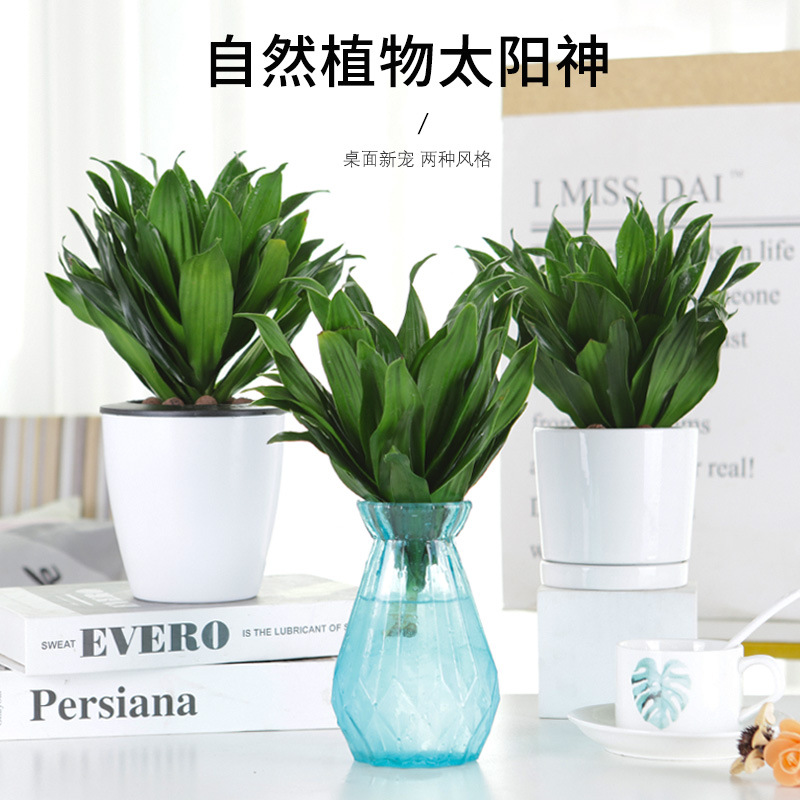 水培植物绿太阳神盆栽办公室花卉办公桌面小盆栽富贵观音竹太阳神