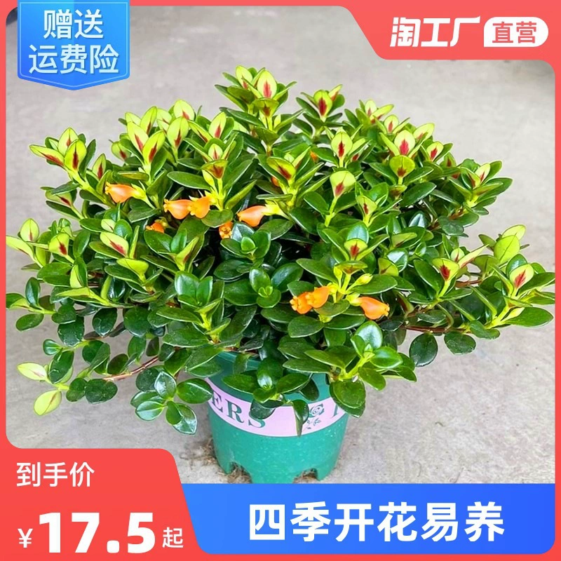 Золотая рыбка, цветок, хлорофитум, горшечное растение с бутонами, комнатное, круглый год, вечнозеленое зеленое растение, цветы, цветущие круглый год, гостиная, балкон