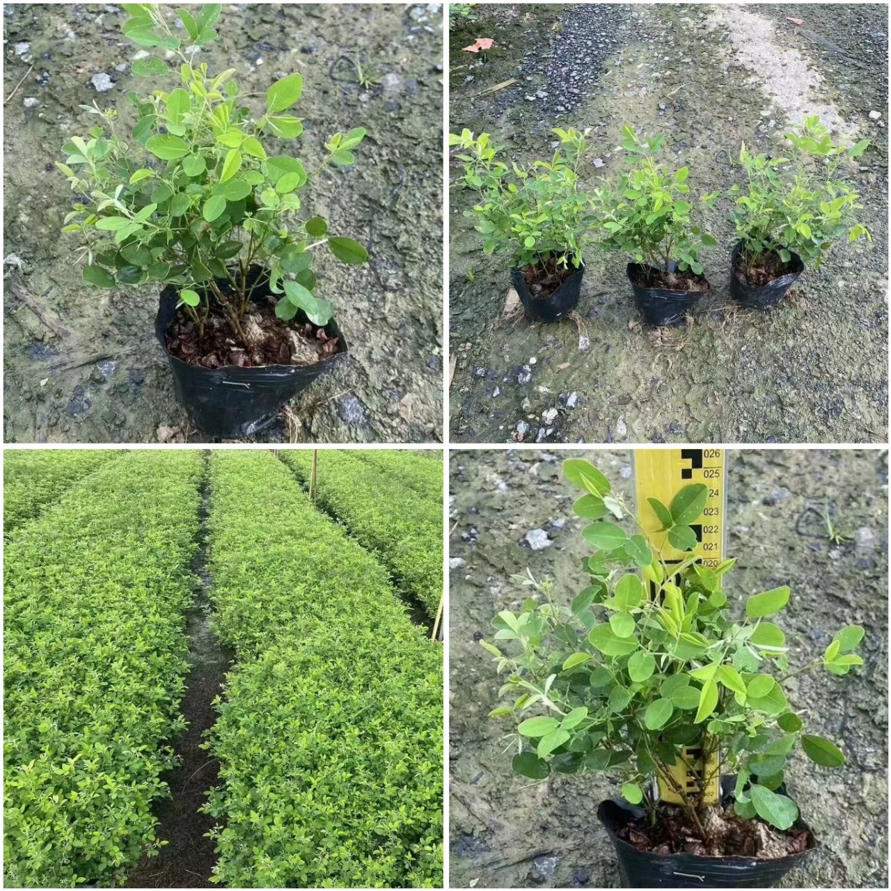 Оптовая Красивая Lespedeza 0,2-0,3 метра в высоту чашка саженцы класс защиты склона Цветочные саженцы