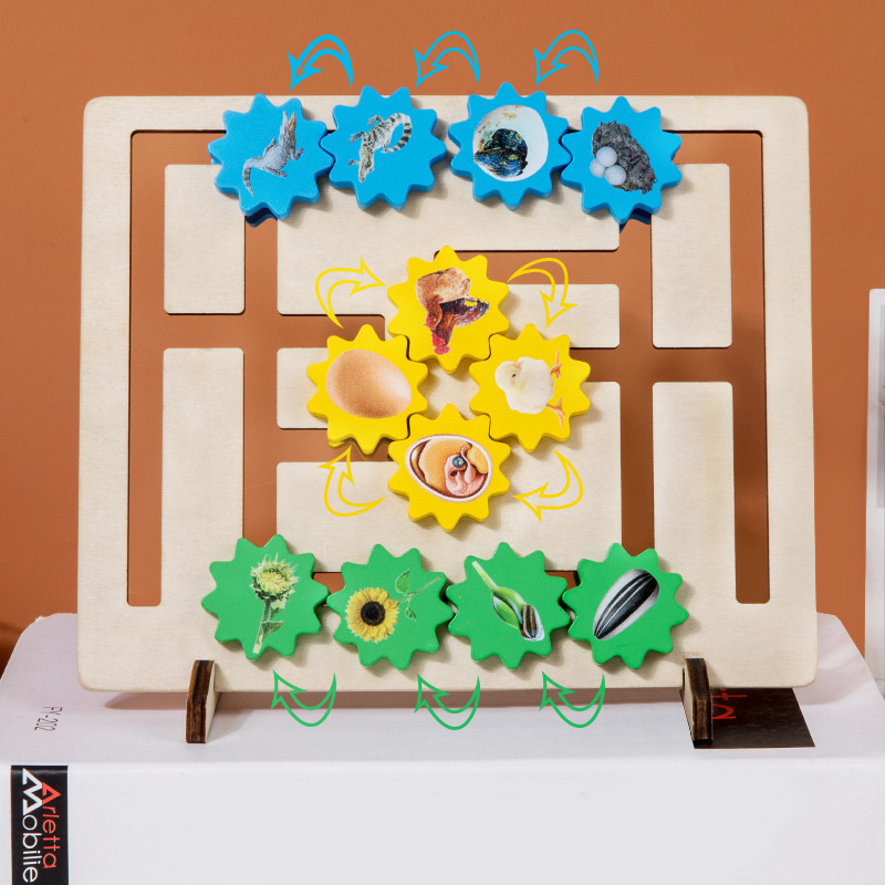 Selección estricta de la evolución del ciclo de crecimiento de la vida, posición de engranajes, juguetes cognitivos de animales, jardín de infantes, ayudas didácticas científicas Montessori