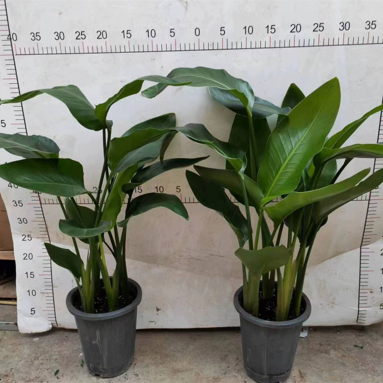 180 # Райская птица в горшке комнатное большое зеленое растение кран Орхидея Гостиная Офис Горшечное растение очищает воздух