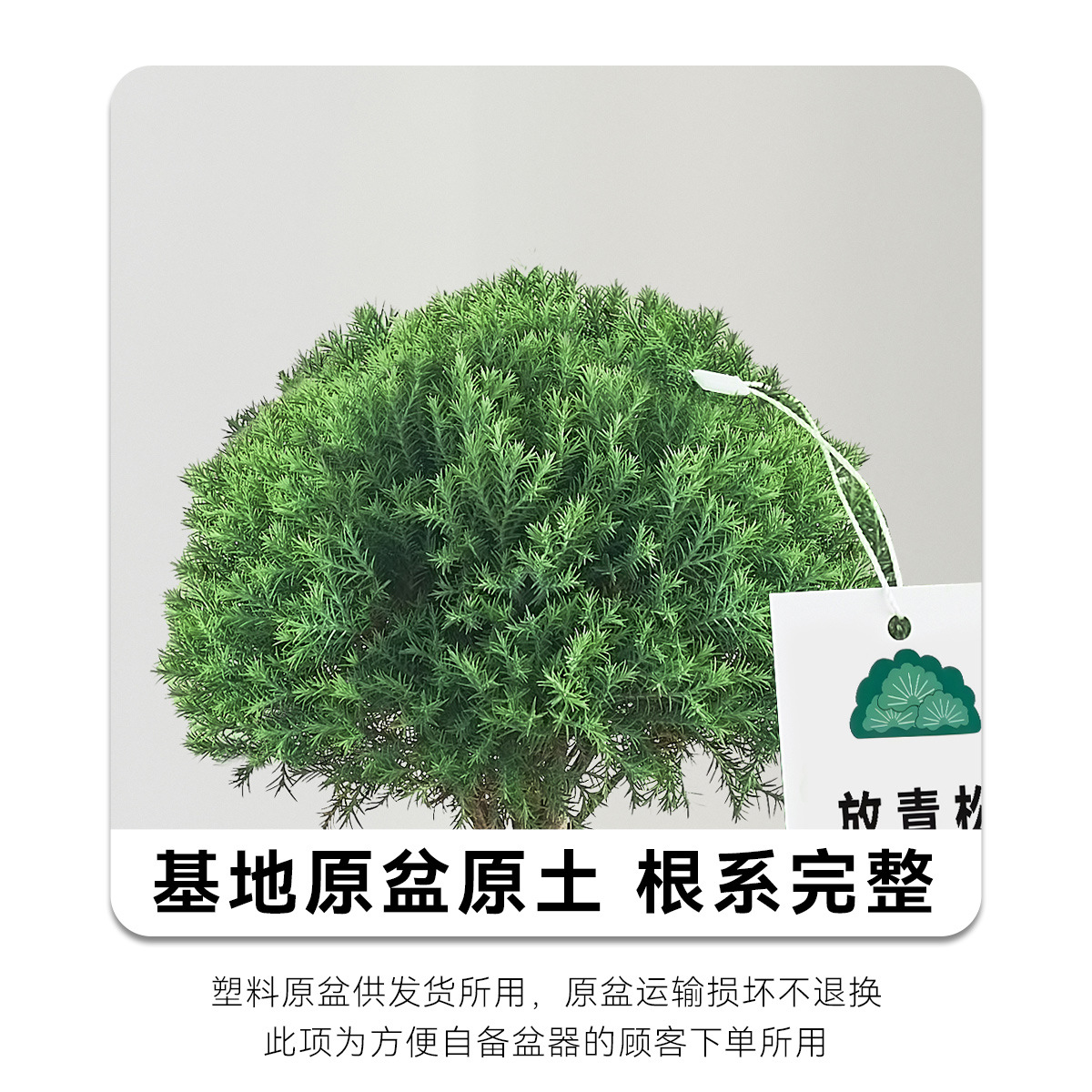 Pequeño bonsai verde en la sala de estar de escritorio de la oficina, hoja perenne en todas las estaciones, buena alimentación emocional estable image 6