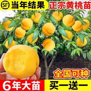 һ�����l�S�Ҙ��m�Ҙ����޽��綬�����Ҙ�����Ϸ������Nֲ����