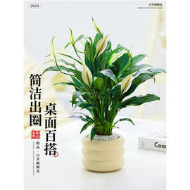 白掌圈圈盆室内小盆栽办公室桌面绿植好养活四季客厅多肉花卉盆景