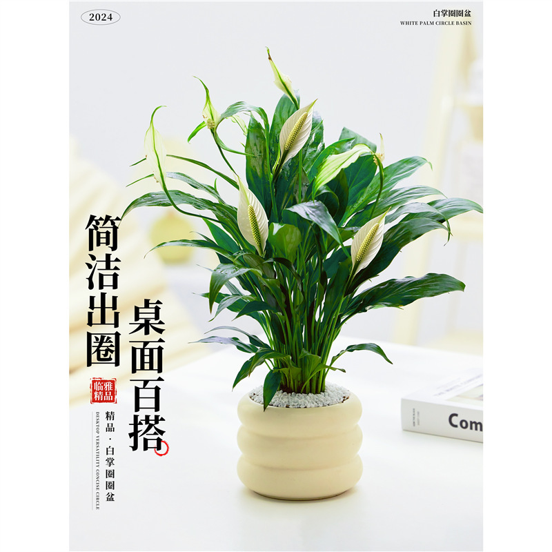 White Palm Circle Pot Indoor Small Potted Office Desktop Green Plants to Feed the All Year Round Living Room Succulent Flower Bonsai