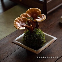 �`֥�����҃�����Ȥζ�^�~ֲ����B�׻��ݗ�����Gֲ�k����