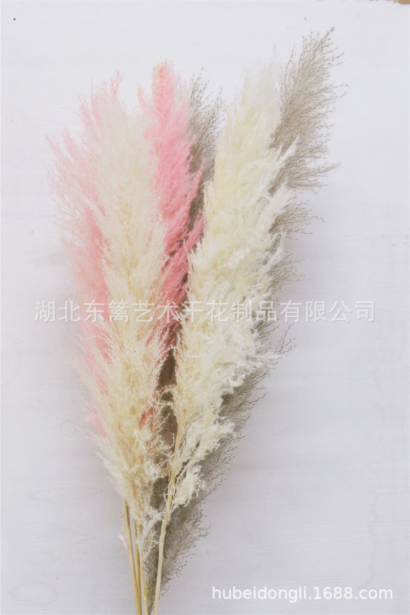 大芦苇干花米白色大蒲苇家居餐厅婚庆软装拍摄道具芦苇干花清仓款