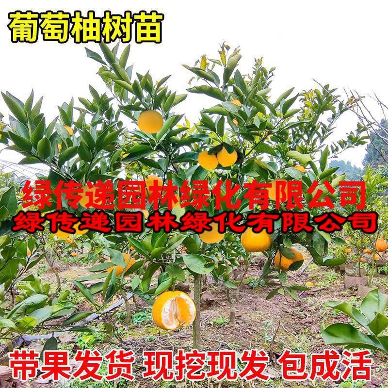 葡萄柚苗南北方庭院地栽种植特地栽盆栽柚子树嫁接苗果树当年结果