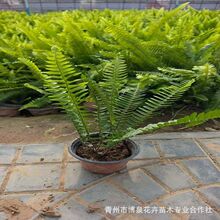 �Iާ���� ������ľ����ֱ�N�^�p�rֵ�߾G���������ݻ��� �Iާ��