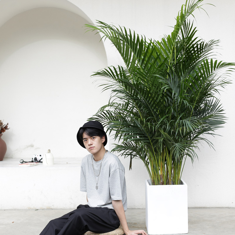散尾葵盆栽凤尾竹室内客厅大型绿植盆栽椰子夏威夷花卉植物吸甲醛