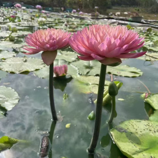 Hydroponic Plants Water Lilies, Bowl Lilies, Water Lily Root Blocks, Pond Fish Tank Landscaping with Pots of Water Lilies, Various Varieties and Colors