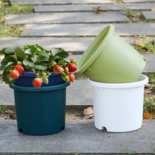新种植草莓盆栽专用花盆室内肥料专用肥营养液营养土水壶小工具套