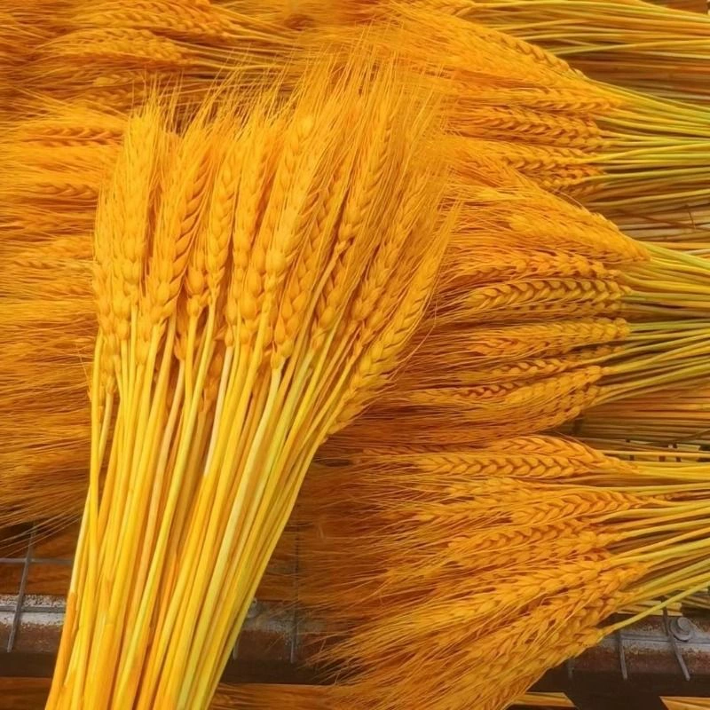 Ячменный букет украшение золотого пшеничного колосья сушеные цветы натуральный декоративный реквизит цветочная композиция золотого пшеничного рисового колосья корзина открывается симуляция