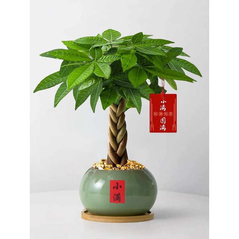 Fortune Tree Small Potted Plant for Office Desk, Green Plant for Living Room, Air Purifying Lazy Plant, Money Tree Bonsai