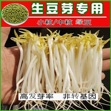 发豆芽绿豆生豆芽长绿豆芽小粒中粒水培发芽豆可食用