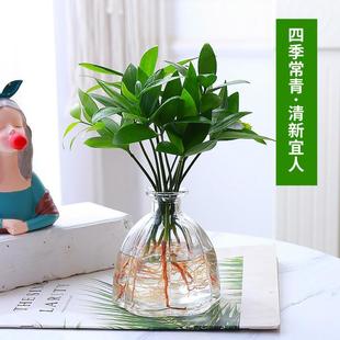 Office Eye-Catching Small Green Plants, Bamboo and Cypress Potted Plants, Easy-To-Grow Flowers for All Seasons, Desktop Hydroponic Foliage Plants for Lazy People
