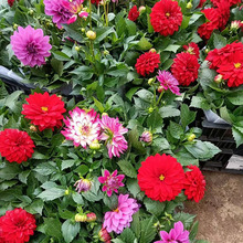 С����������ľ �����_���ذ�����ͥԺ����ݻ�ֲ�� С����С��