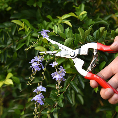 Stainless steel pruning scissors for picking lychees and longan scissors for gardening fruit trees and flowers grafting gardening scissors tools thin fruit shears