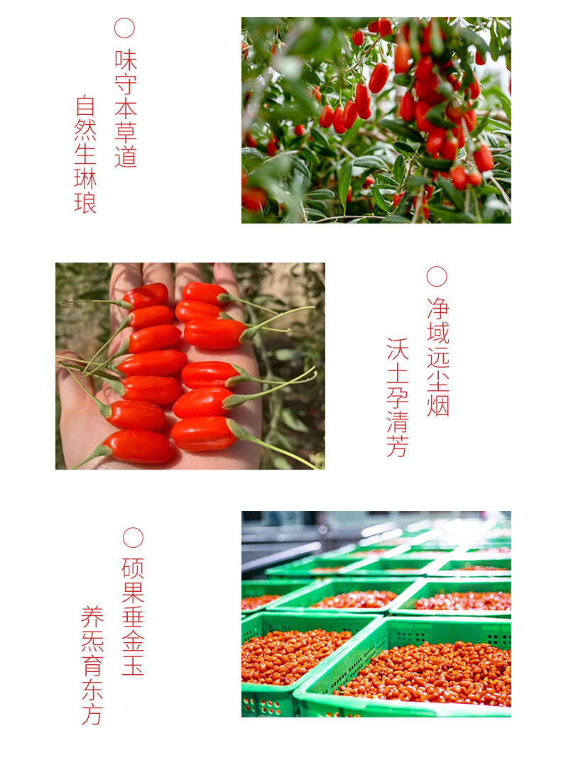 Premium Ningxia Zhongning Goji Berries Dried Wolfberry Fruit Ready to Eat 250g Box quality and texture