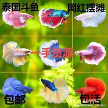 ���~̩�����װ���ҹ�Д[��С�~�ͻ������^�p�~��β���^�p�~������