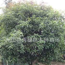 桂花 四季桂 7公分 8公分桂花10公分 胸径55公分 25公分小叶叶金