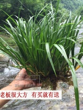 水培石菖蒲挺水植物沼泽过滤草养鱼龟缸盆栽造景吸水耐阴寒绿植花