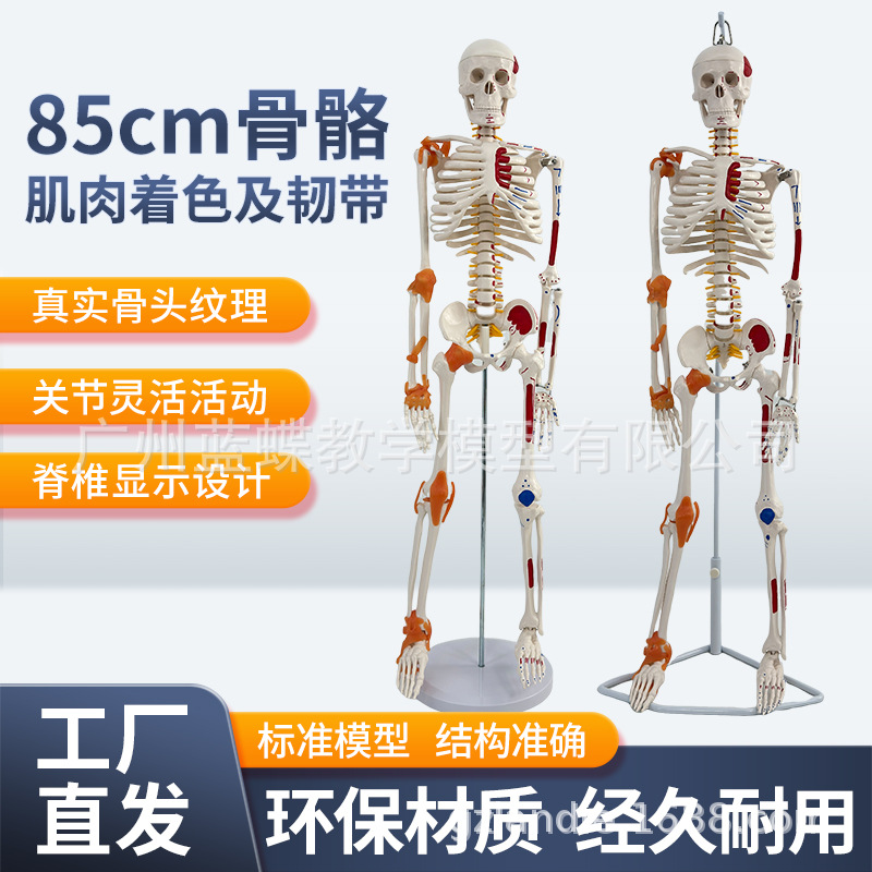 85CM���弡������ṹ�ʹ�ȫ���Ǽ�ģ�Ϳɲ�ж��׵�٤С������