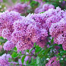 㻨l GֲͥԺ^ֲﻨ϶㻨