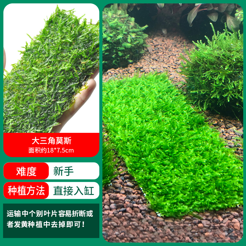 대형 삼각형 모스의 블록버스터 [얼리 어답터 가격]❤특별한 제안]