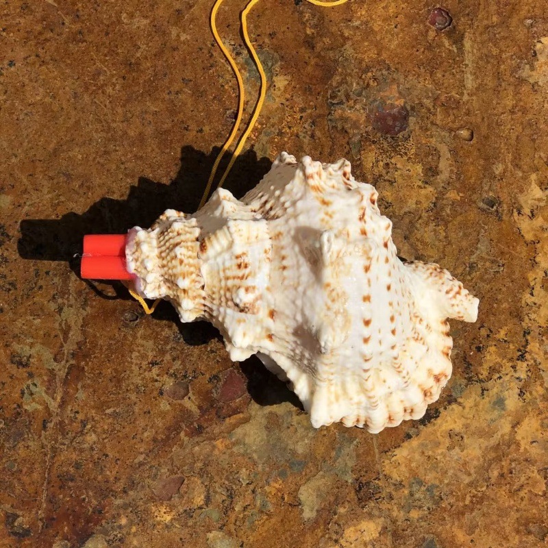 Khaki golden mouth frog whistle 18-20