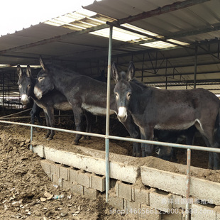 �o�����H�Bֳ�� �����H ���^�H�r��ë�H�H�� ���l �������H��