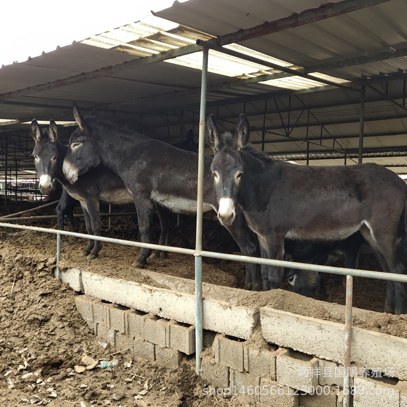 泸州肉驴养殖场 三粉驴 乌头驴价格毛驴驴崽 批发 改良肉驴苗
