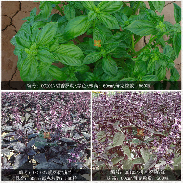 Xiangluo plant seeds Lee seed nine -story tower flower seed balcony…