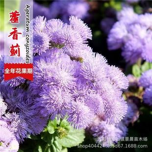 �����E�N�� �{����޽���E���� �����ļ����׷N���^�в�ș����
