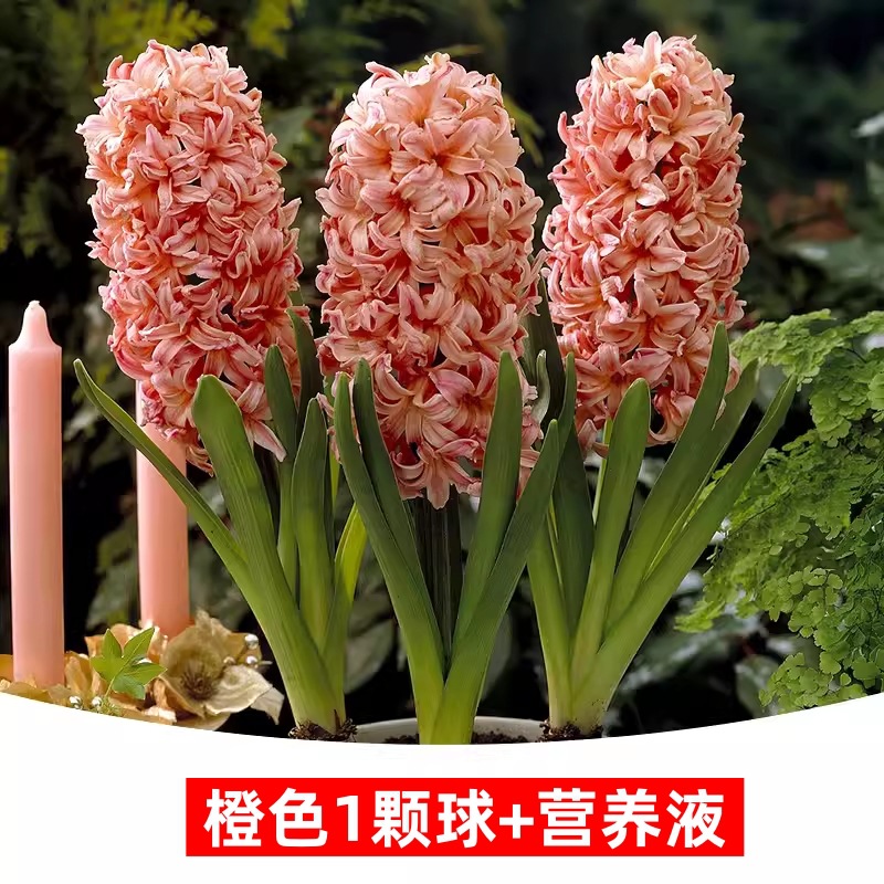 Hidropolimerización de flores con brotes de jacinas gran bola buena para alimentar balcón interior y exterior plantas en maceta tulipán cultivo de suelo