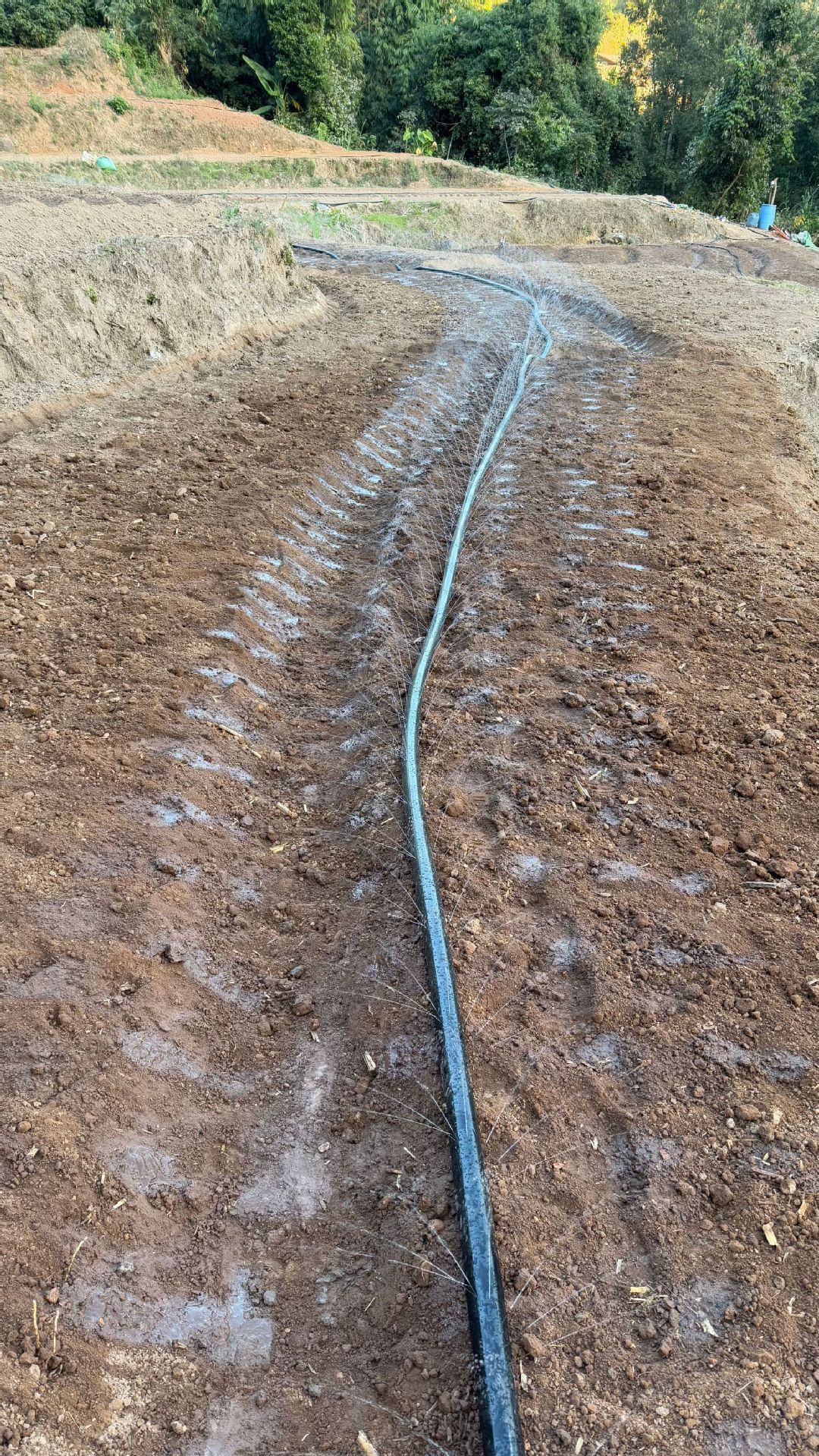 鱼腥草种植2 (1).jpg