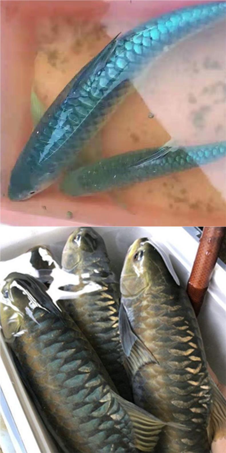 新光唇蓝吉罗鱼苗淡水鱼观赏鱼吉祥鱼异口原生罗鱼风水鱼群养活鱼-阿里巴巴