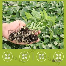 �ļ��������������콷�߲ʽ�΢����Ƥ���߮a����������������̫��