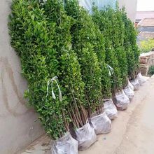 һ�����l�������S��ֱ�����~����ͥԺ�G�������h��ֲ���ļ�������